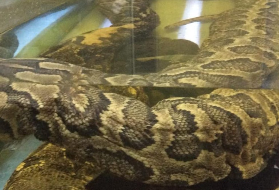 Omieri Snake To Be Showcased At Fish Fiesta In Kisumu